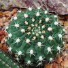 Gymnocalycium_oenanthemum